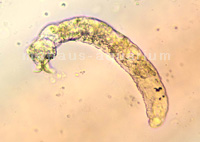 Kiemenwurm bei einem Diskus unter dem Mikroskop